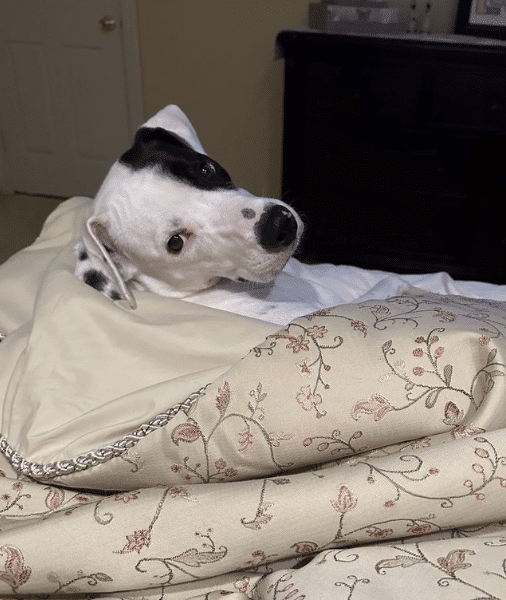 Spot, a black and white Lab Mix, 45 lbs, considered a tri-pod with three legs. He's 2.5 years old. Available through Animal Lighthouse Rescue in New York City.